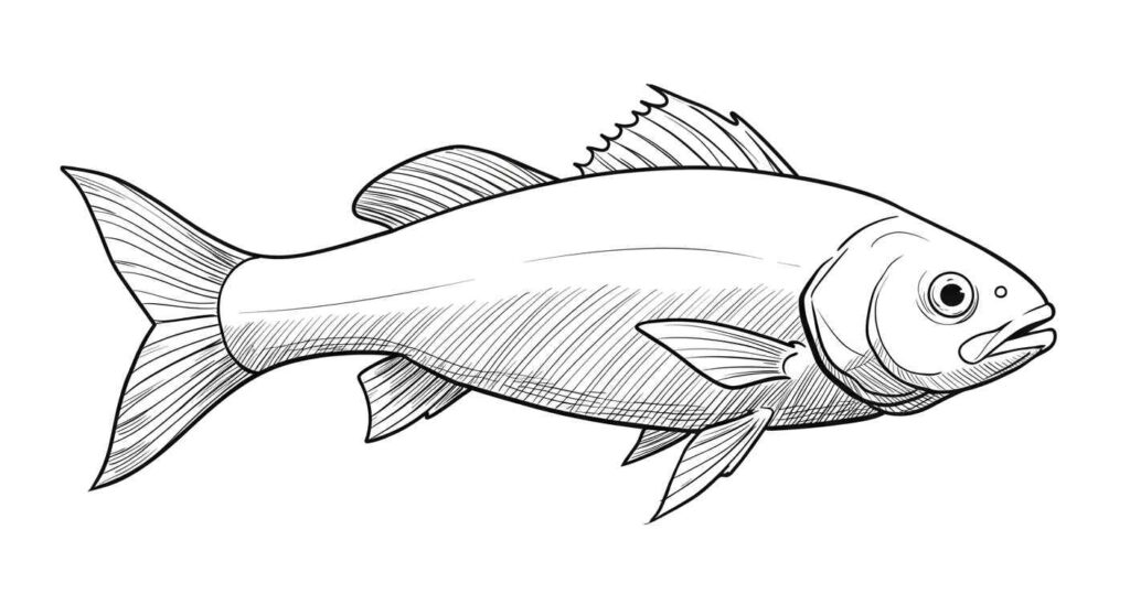 fish outline with fins and light belly hatching